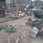 وز بلدي حضان