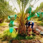 نخل مثمر نخيل نقايل جثايث اخلاص سكري برحي صقعي شيشي هلالي مج