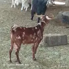 سرعه عبيده زهره بني بشر