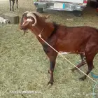 سره عبيده
