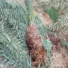 نخل للبيع بجميع انواعه