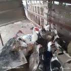 بط مصري للبيع 2 ذكور. و8 اناث.