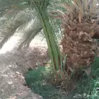 السلام عليكم ورحمه الله وبركاته النخل سقعي لا يفوتكم تواجد ف