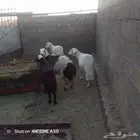 سره عبيده