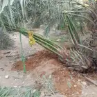 يوجد لدين جميع انواع انخيل المثمره وزينه وقلع وغرس وتركيب شب
