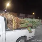 يوجد لدينا جميع انواع النخيل المثمره وجميع المقاسات المختلفة