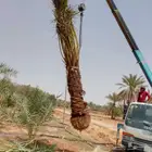 جميع انواع النخيل المثمر