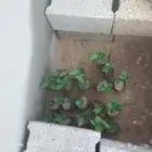 شتلات ضبر للبيع. التواصل واتس