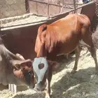 سره عبيده