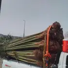 يوجد لدينا جميع انواع النخيل المثمره وجميع المقاسات المختلفه