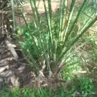 السلام عليكم ورحمة الله يوجد لدينا جميع انواع الفراااخه