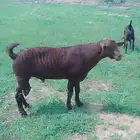 تيس فحل