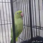 بغبغاء دره هندي أليف اصوات جميله للبيع عالسوم