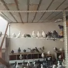 للبيع حمام مشكل سوادي وعربي ولاحم كم حبه الخرج
