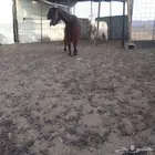معزه طيبات على ضراب