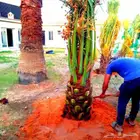 نخل مثمر للبيع اخلاص سكري برحي هلالي صقعي شيشي روثان غر برني
