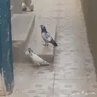 زوج حمام باكستاني