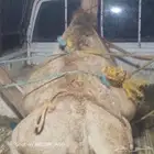 الجوه سره عبيده