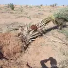 نخيل القصيم