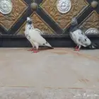 حمام باكستاني مطيار