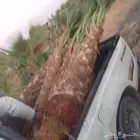 توريد النخيل