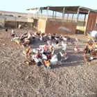 دجاج بلدي وفيومي للبيع