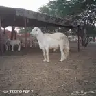 طلي حري احرش صنف