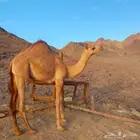 قعود