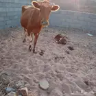 أبقار للبيع