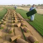 مزرعة ثيل طبيعي نجيله بأسعار الجمله