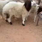 طليان للبيع نعيم