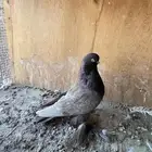 حمام خوارج تفريد