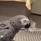 كاسكو ببغاء يتكلم