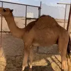 حشو للبيع العدد 2