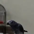 بغبغاء افريقى غينى