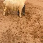 فحل عيسي مشروط