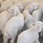 حريات جذعات إلى سدس متابيع