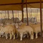 رخال حريه طيبه للبيع