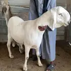 مشروع فحل خروف سواكني ابيض مطور