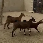 4 عنقان كفو للبيع