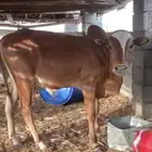 حسيل بلدي مقفل شحم