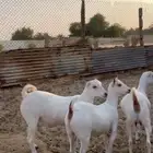 عمانيات جذعات وصخل ابرص