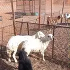 للبيع شاه خلفه ومعزا