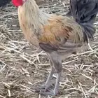 ديوك شرط