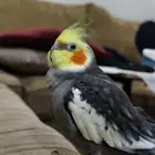 طير كروان مفقود
