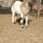 طلي هجين سواكني حري