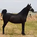 مطلوب فرس للبيع