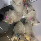 بيع قطط همالايا واسكوتش