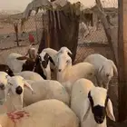 ذبيح سواكن للبيع مع اذبح وتوصيل