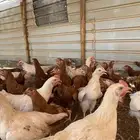 دجاج لوهمان براون الماني دم صافي